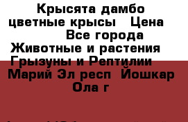 Крысята дамбо цветные крысы › Цена ­ 250 - Все города Животные и растения » Грызуны и Рептилии   . Марий Эл респ.,Йошкар-Ола г.